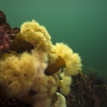 Plumose anemones Texada Island 60 feet