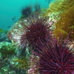 Red Sea Urchins on a wall at Rebecca Rocks