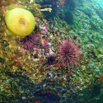 Wall at Texada Island with Anemones Urchins Starfish Kelp Crabs and Sea Cucumbers